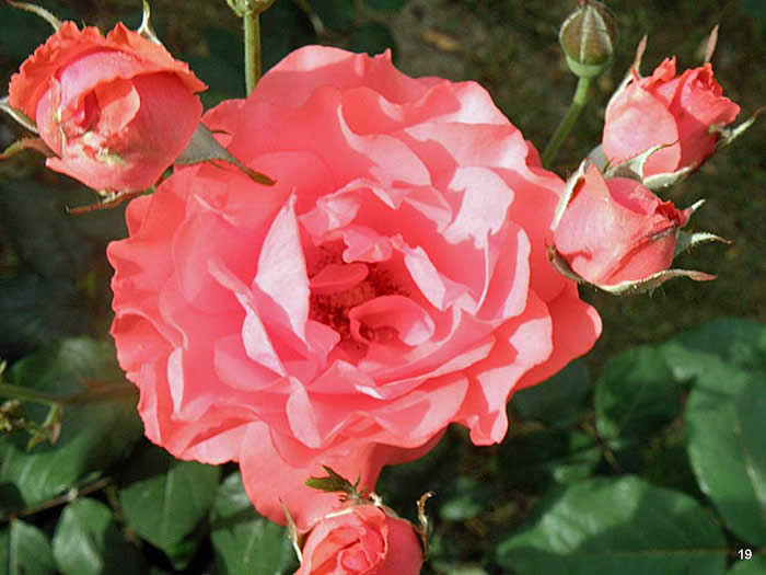 Rose at ancient Philsadelphia Turkey